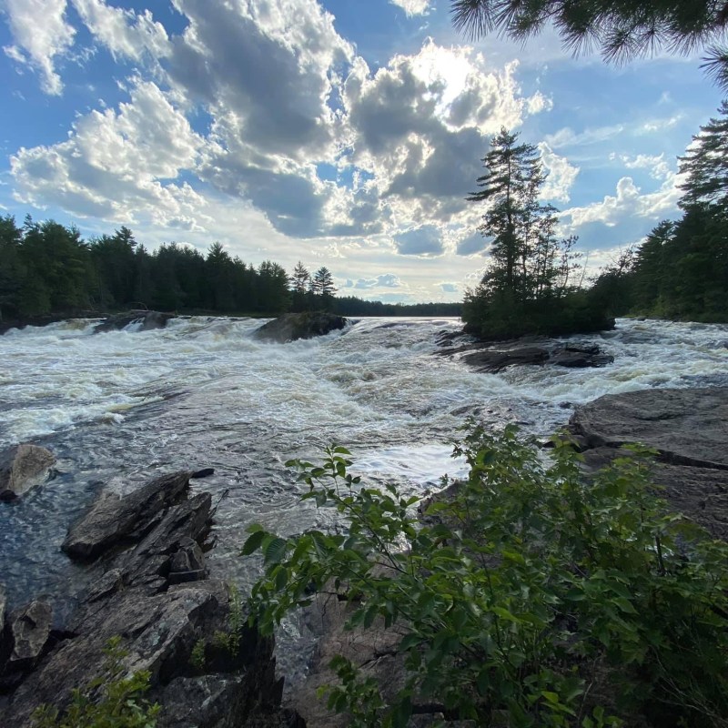 a tree with a mountain in the background