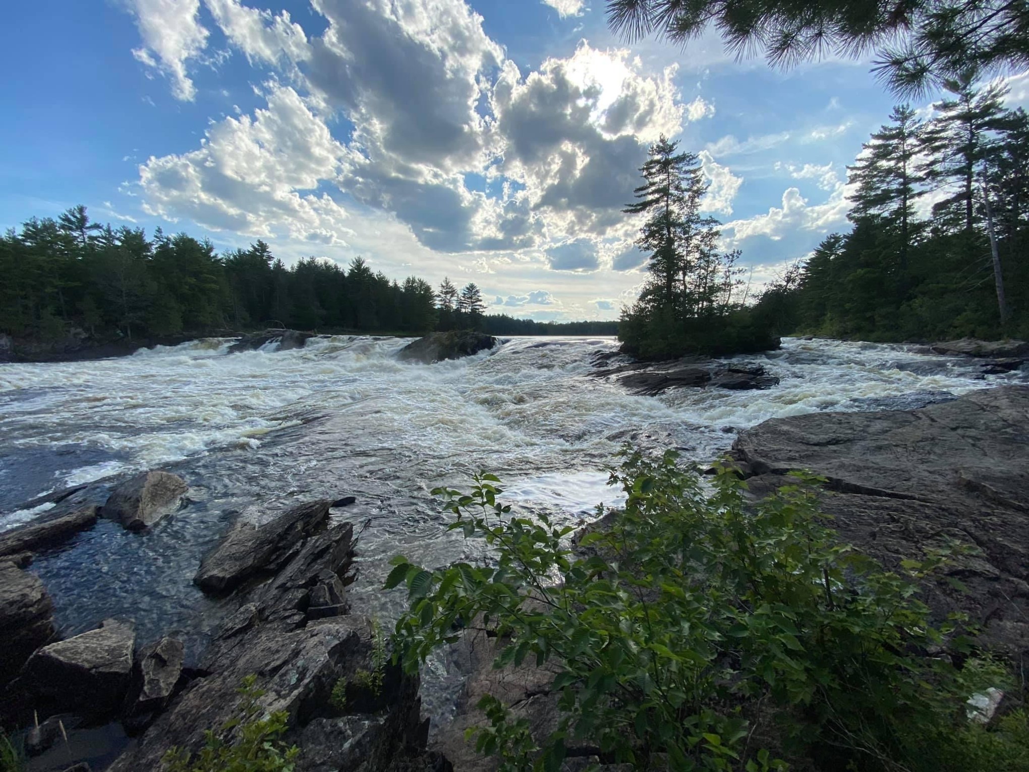 a tree with a mountain in the background