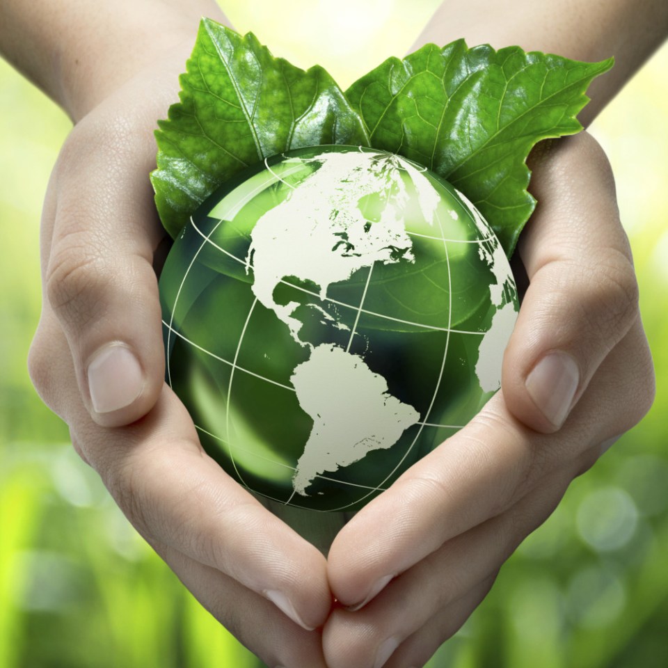 a hand holding a green leaf