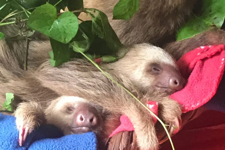 a group of stuffed animals