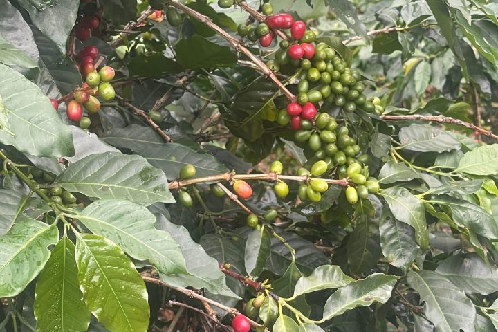 a close up of a fruit hanging from a tree