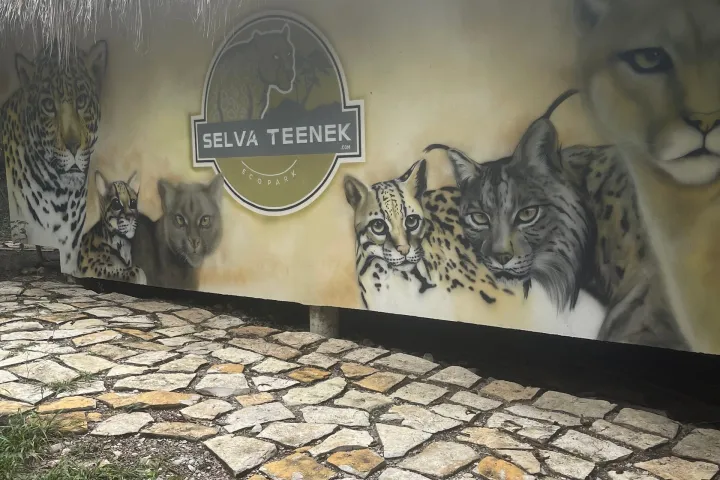 a cat sitting on the ground